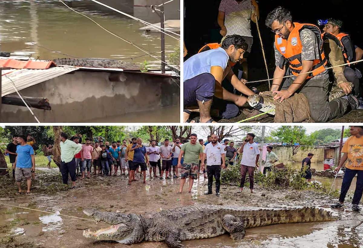Gujarat Floods: गुजरात के रिहायशी इलाके में घुसा 15 फीट लंबा मगरमच्छ, कुत्तों का किया शिकार