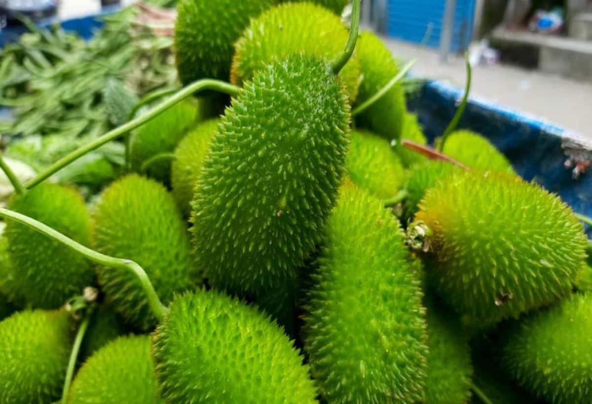 Vegetables for Diabetes: सिर्फ बरसात में कुछ दिन मिलता है कंटोला, डायबिटीज के लिए है रामबाण