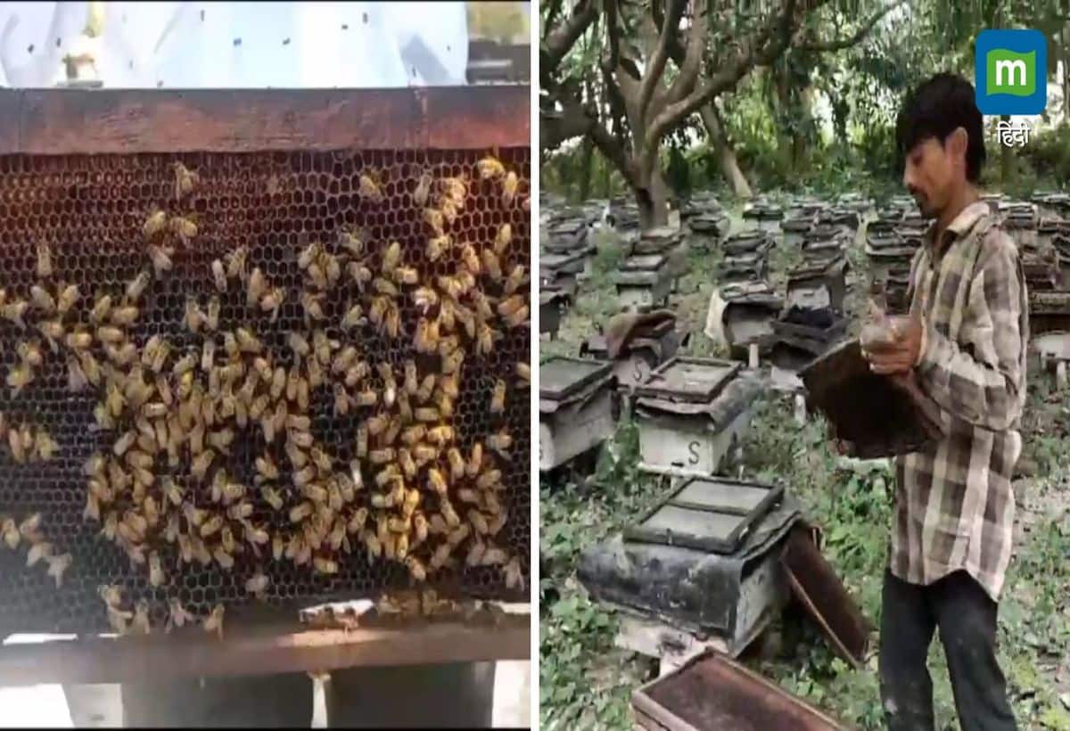 Beekeeping: बेगुसराय में इस शख्स ने मधुमक्खी पालन से कर दिया कमाल, सालाना 10 लाख रुपये हो रही है कमाई
