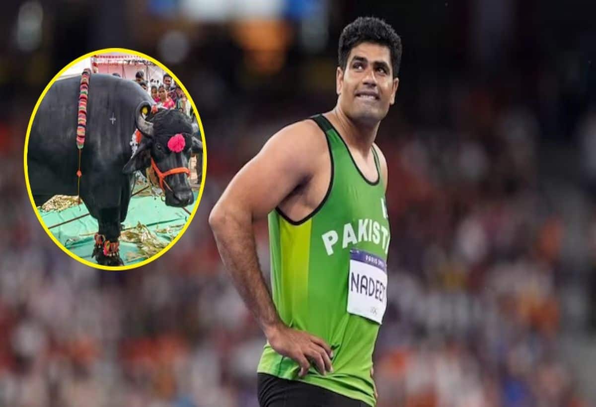 पाकिस्तान के अरशद नदीम को गोल्ड जीतने पर मिली भैंस, ससुर ने किया गिफ्ट पाकिस्तान के अरशद नदीम को गोल्ड जीतने पर मिली भैंस, ससुर ने किया गिफ्ट