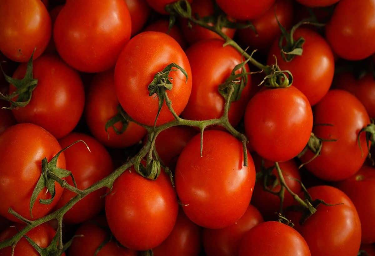 Tomato Village: इस गांव में टमाटर की होती है बंपर पैदावार, "टोमैटो विलेज" के नाम से हो गया मशहूर