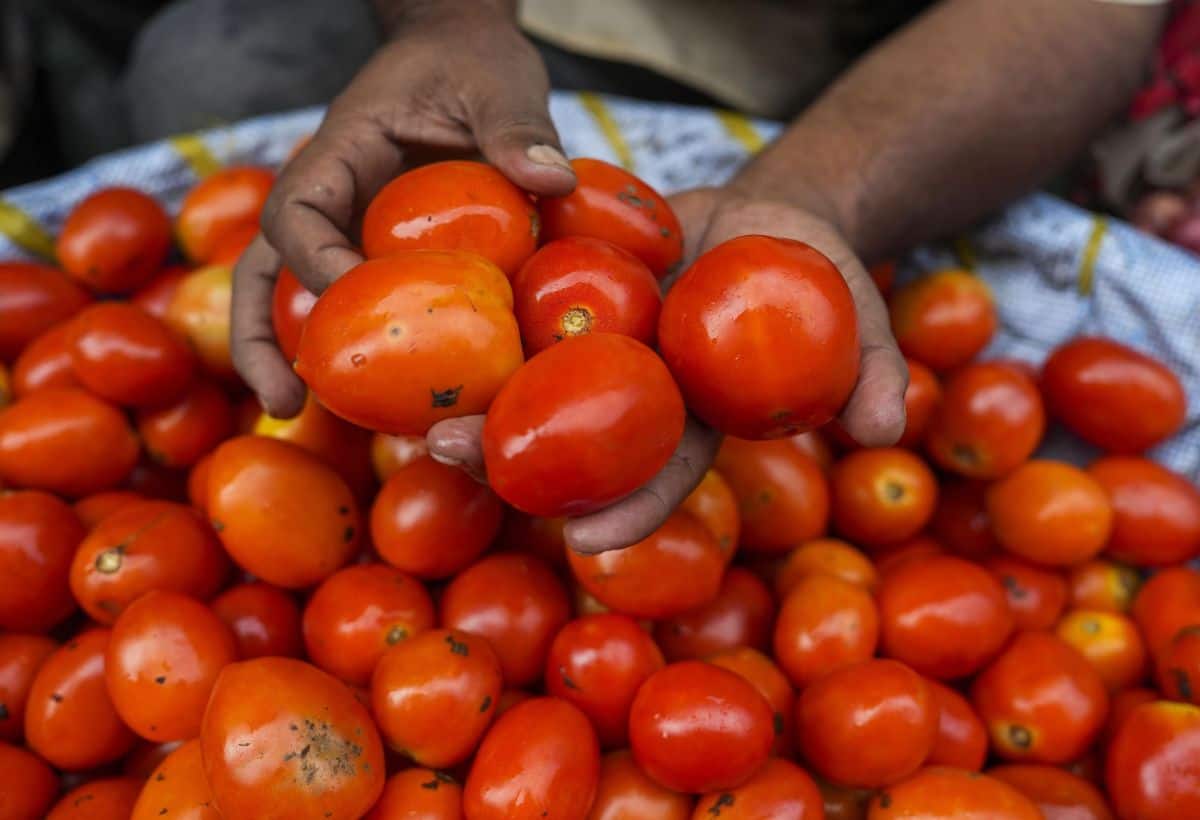 Business Idea: टमाटर की खेती से कुछ ही महीनों में हो जाएंगे मालामाल, लागत से 3 गुना होगी कमाई