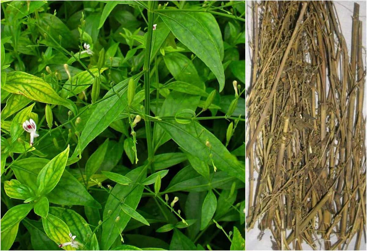 Chirata For Diabetes: चिरायता डायबिटीज को जड़ से कर देगा खत्म, चेहरे में आएगी चमक, डॉक्टर से जानिए कैसे करें सेवन
