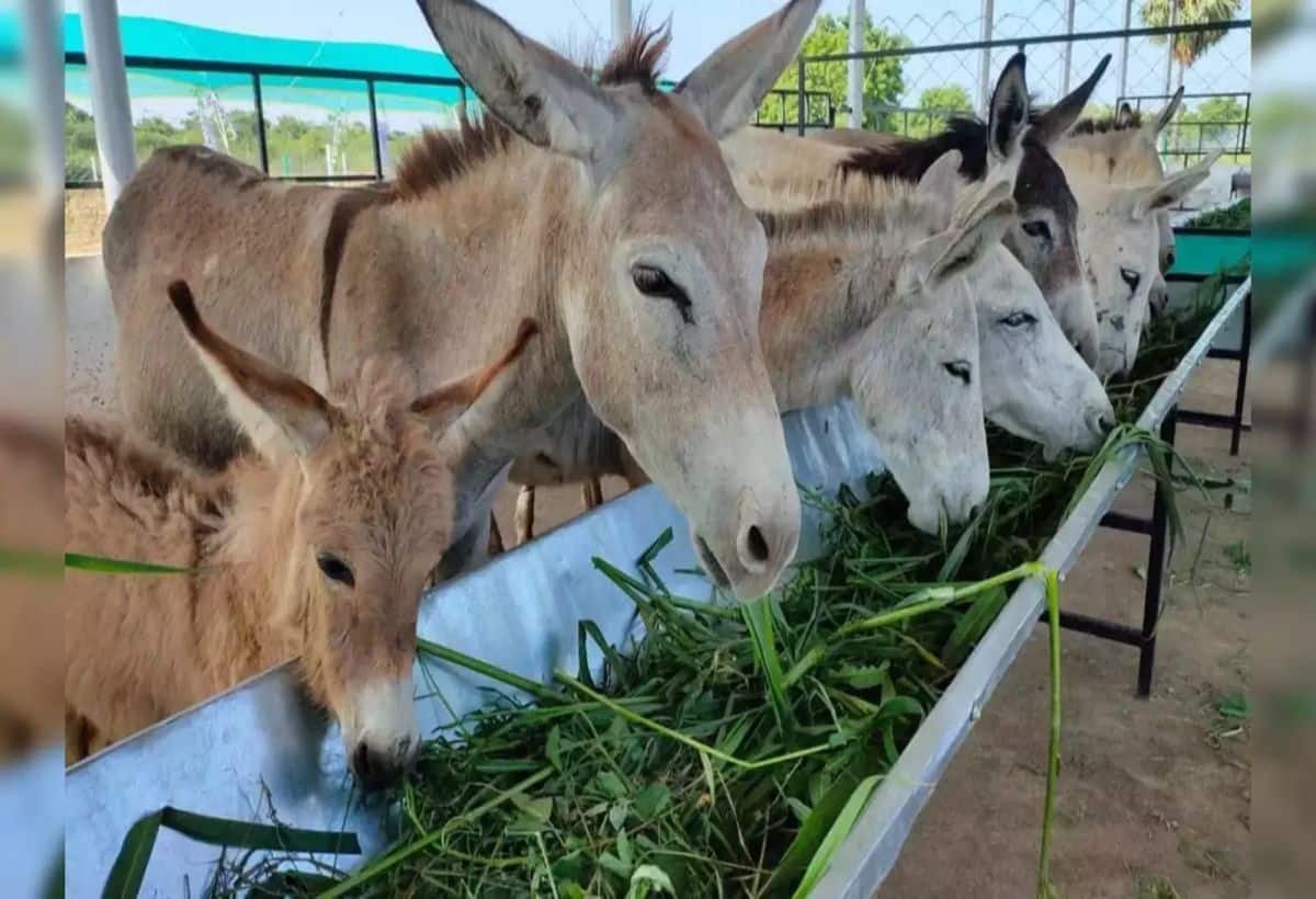 Business Idea: गधी के दूध से करें मोटी कमाई, 5000 रुपये लीटर है कीमत