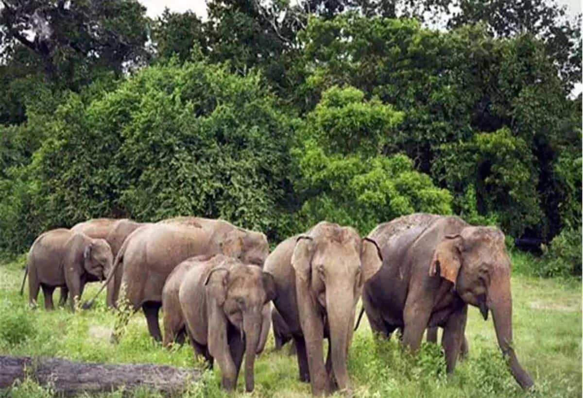झारखंड: गढ़वा जिले में 3 दर्जन हाथियों का आतंक, 50 एकड़ फसल चौपट, साड़ी-कंबल जलाकर हाथियों को भगाया