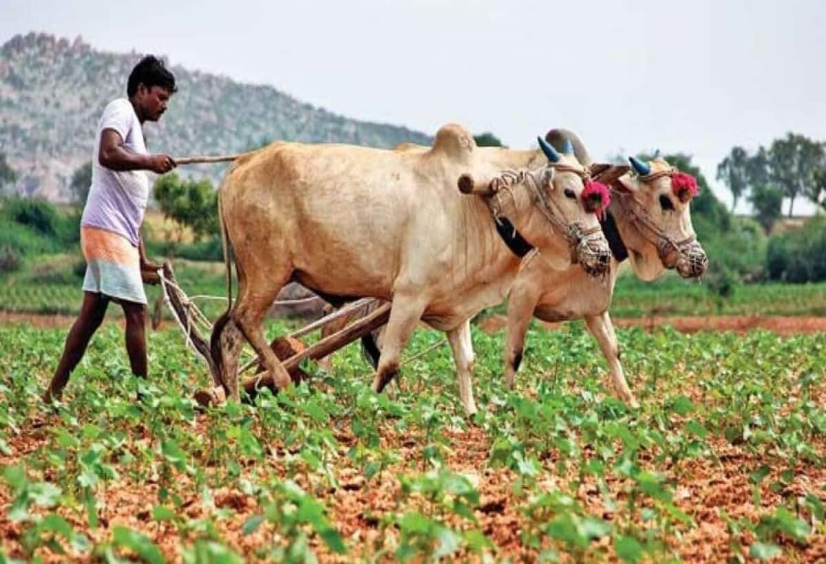 PM Kisan Yojana: 5 अक्टूबर को किसानों के खाते में जमा होंगे 2000 रुपये, फौरन करें ये काम, मिलेगा फायदा