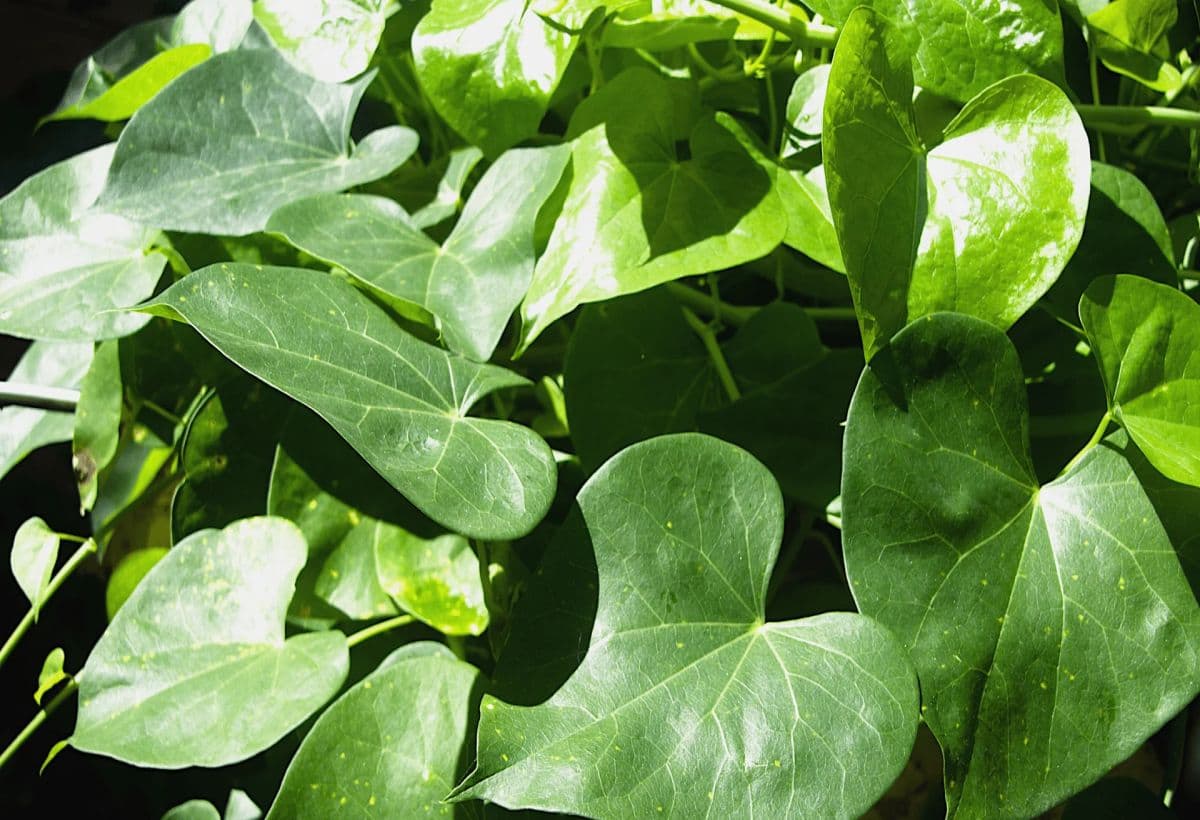 Giloy for Diabetes: गिलोय से Blood Sugar भागेगा दूर, इसके फायदे सुनकर हो जाएंगे हैरान