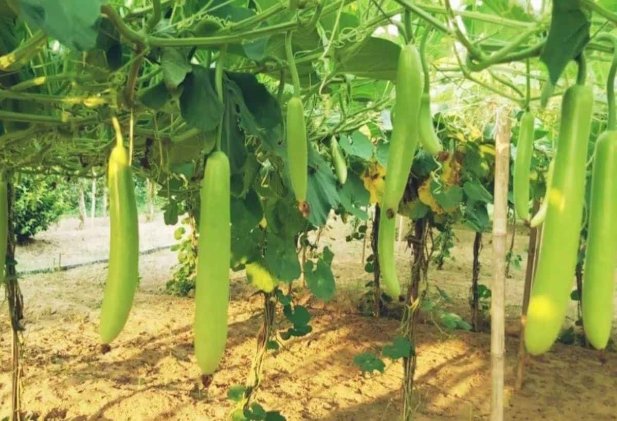 Diabetes: लौकी से ब्लड शुगर होगा कंट्रोल, फायदे सुनकर हो जाएंगे हैरान,जानिए कैसे करें सेवन