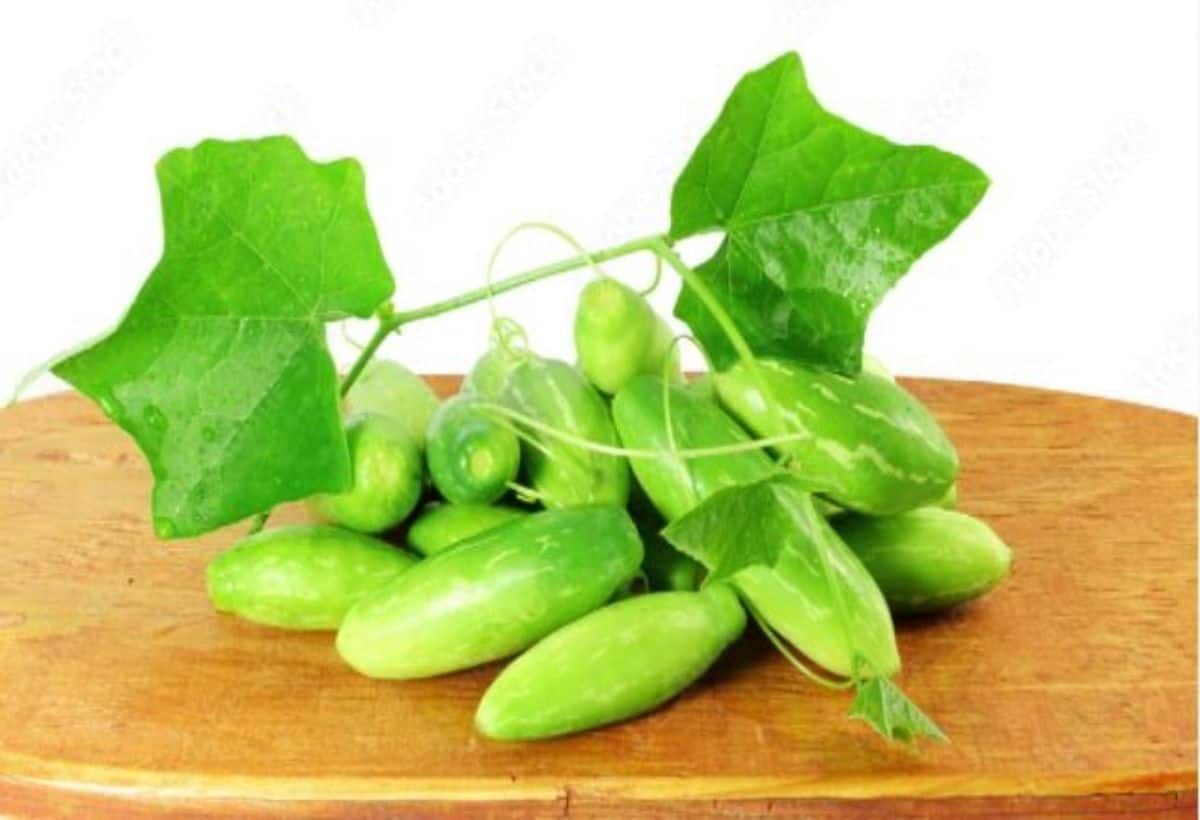 Kundru For Diabetes: डायबिटीज के लिए रामबाण है कुंदरू, मोटापा रहेगा दूर, पाचन शक्ति करें ठीक