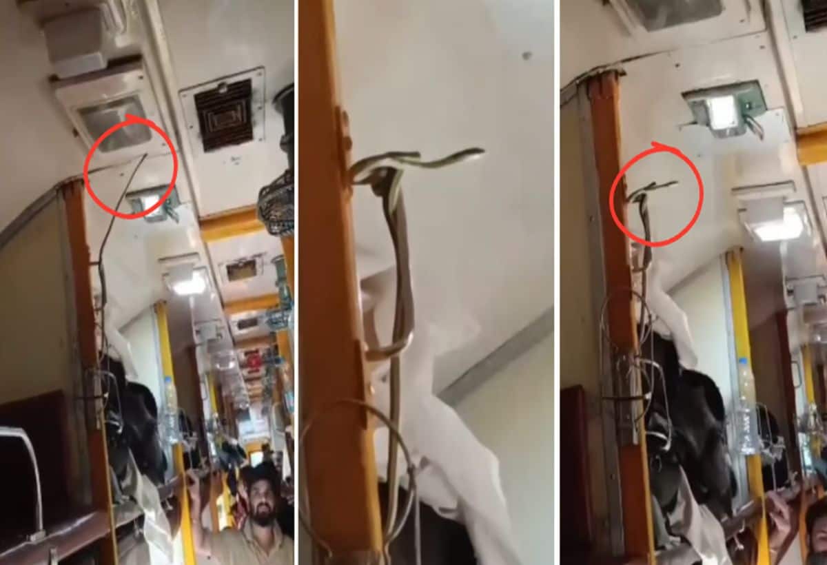 Video: गरीब रथ एक्सप्रेस के AC कोच में दिखा जहरीला सांप, आराम फरमा रहे यात्रियों में मची भगदड़, देखें वीडियो