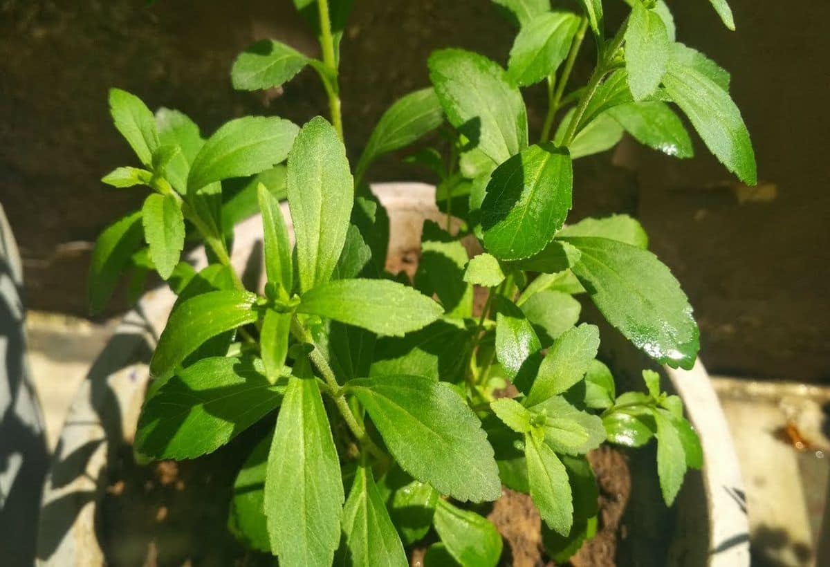 Stevia for Diabetes: स्टीविया का ऐसे करें सेवन, फौरन कंट्रोल होगा ब्लड शुगर, सेहत रहेगी चकाचक
