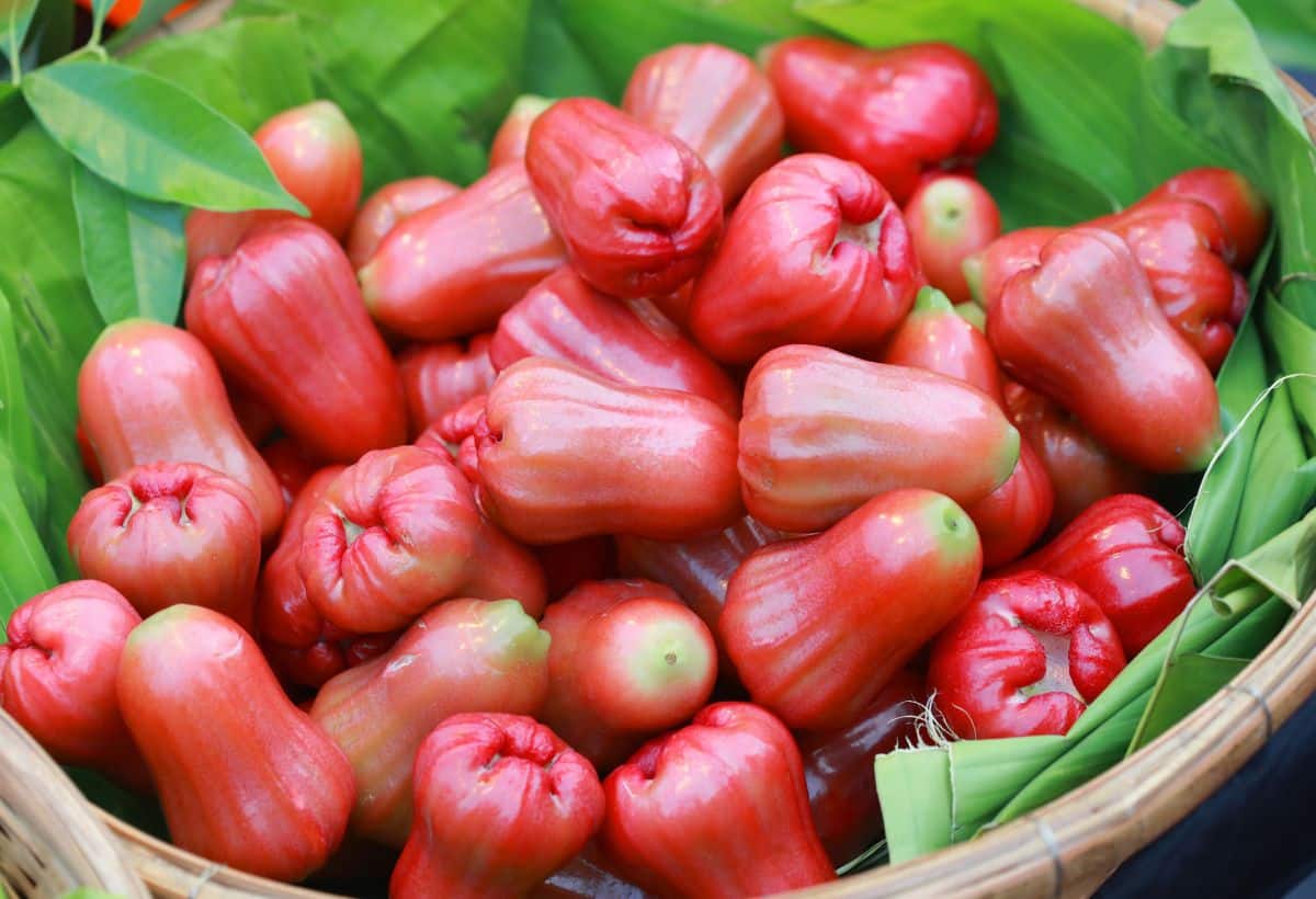 Water Apple for Diabetes: डायबिटीज के मरीजों के लिए दवा है वॉटर एप्पल, ऐसे करें सेवन