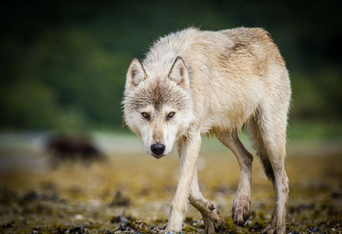 Bahraich Wolf Attack: भेडिए ने रात 12 बजे फिर किया हमला, बच्ची का गला पकड़कर घसीटा, बच गई जान Bahraich Wolf Attack: भेडिए ने रात 12 बजे फिर किया हमला, बच्ची का गला पकड़कर घसीटा, बच गई जान