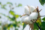 Cotton: बदलेगा कॉटन खरीदने का सरकारी तरीका, सरकार ने 19 नवंबर को बैठक बुलाई