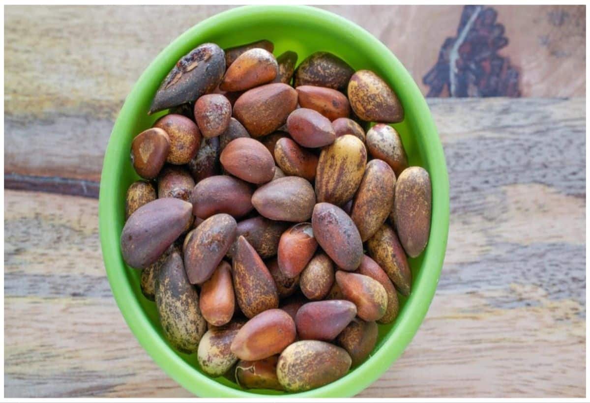 Diabetes: चिलगोजा से करें डायबिटीज का इलाज, नेचुरल तरीके से बनेगा इंसुलिन, दवाओं की होगी छुट्टी