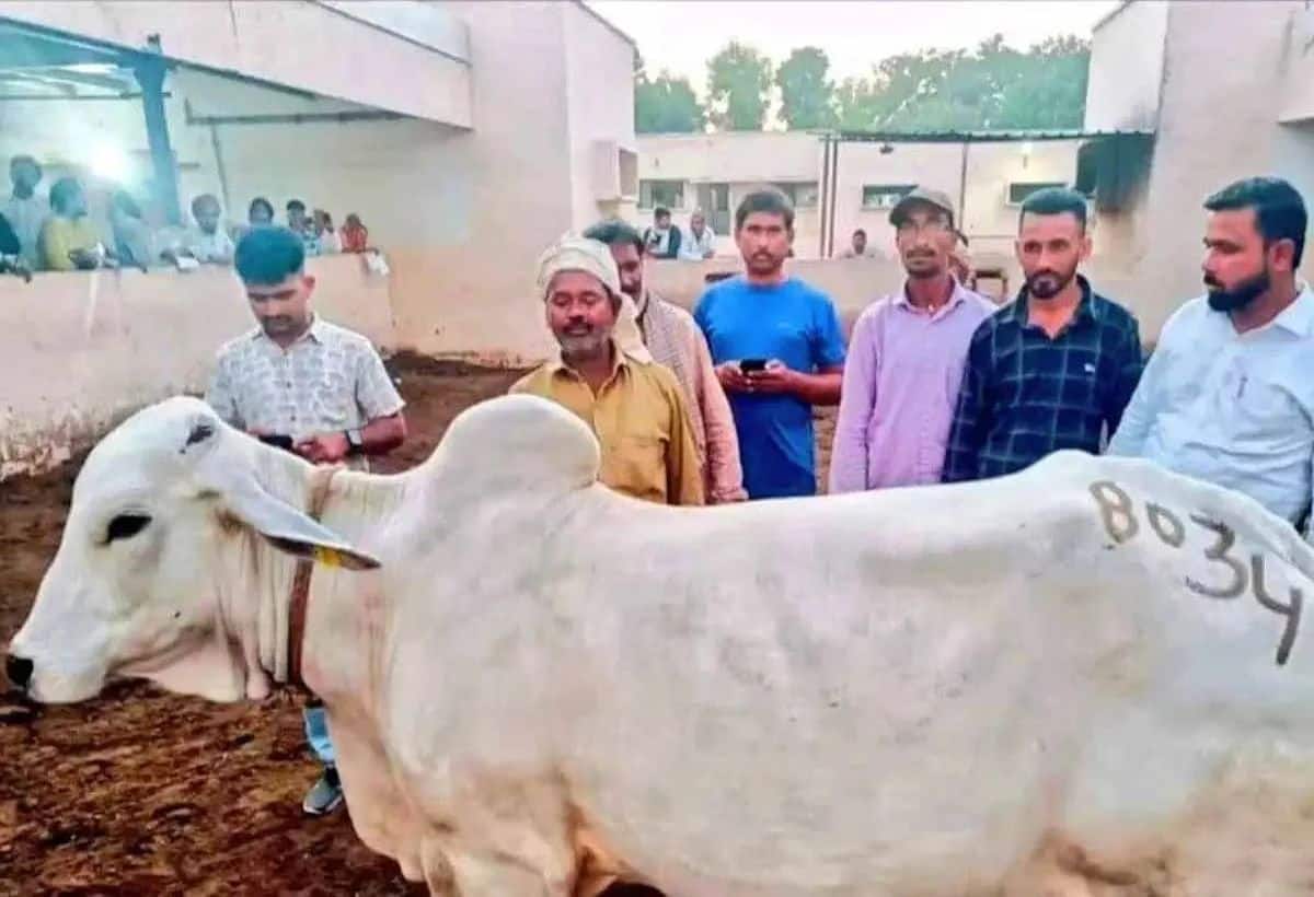 Auction: 70000 की गाय 9.25 लाख रुपये में बिकी, टूट गए सभी रिकॉर्ड, जानिए इस गाय की खासियत