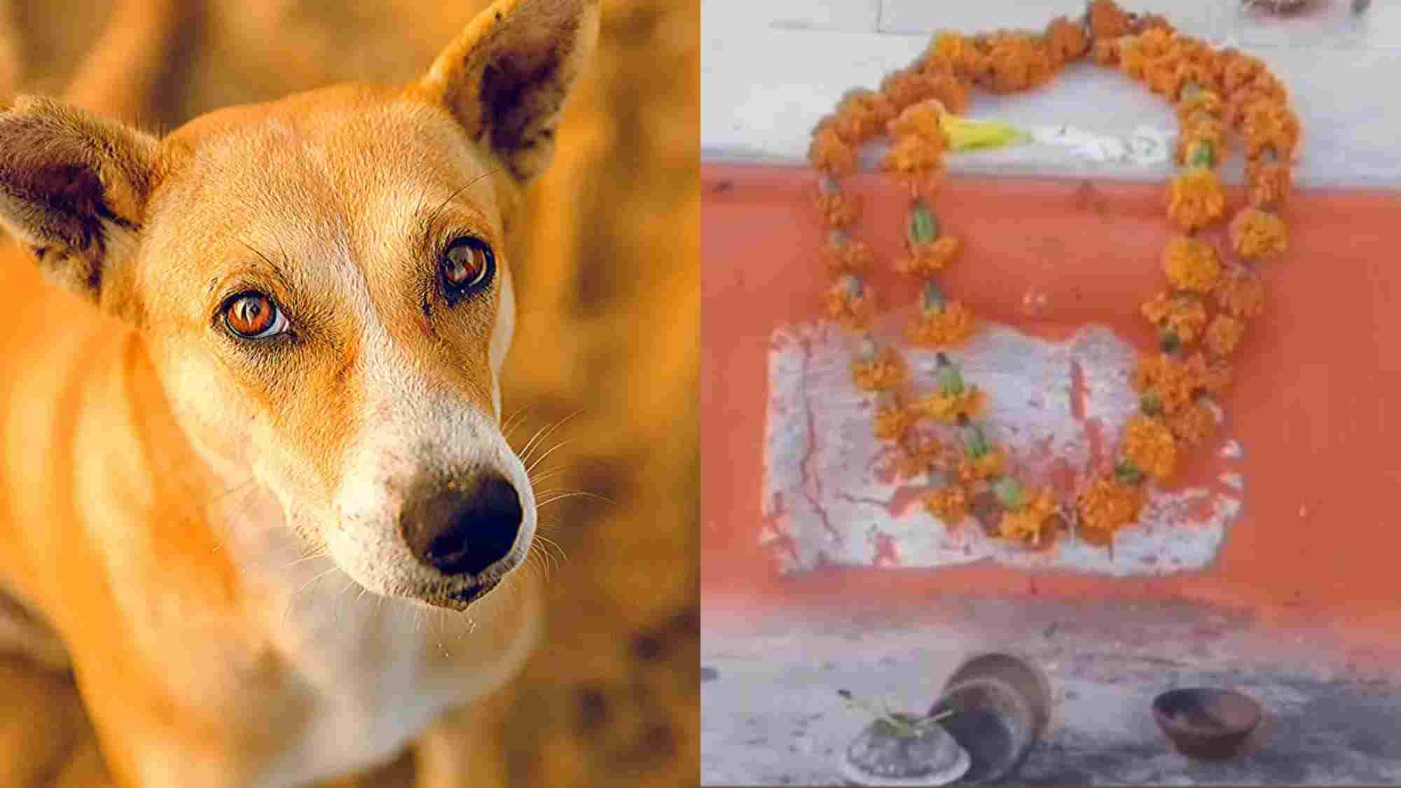राजस्थान में यहां है कुत्ते का मंदिर, मालिक को बचाने के लिए डकैतों से भिड़ गया, लोग करते हैं पूजा अर्चना, बड़ी ही रोचक है कहानी