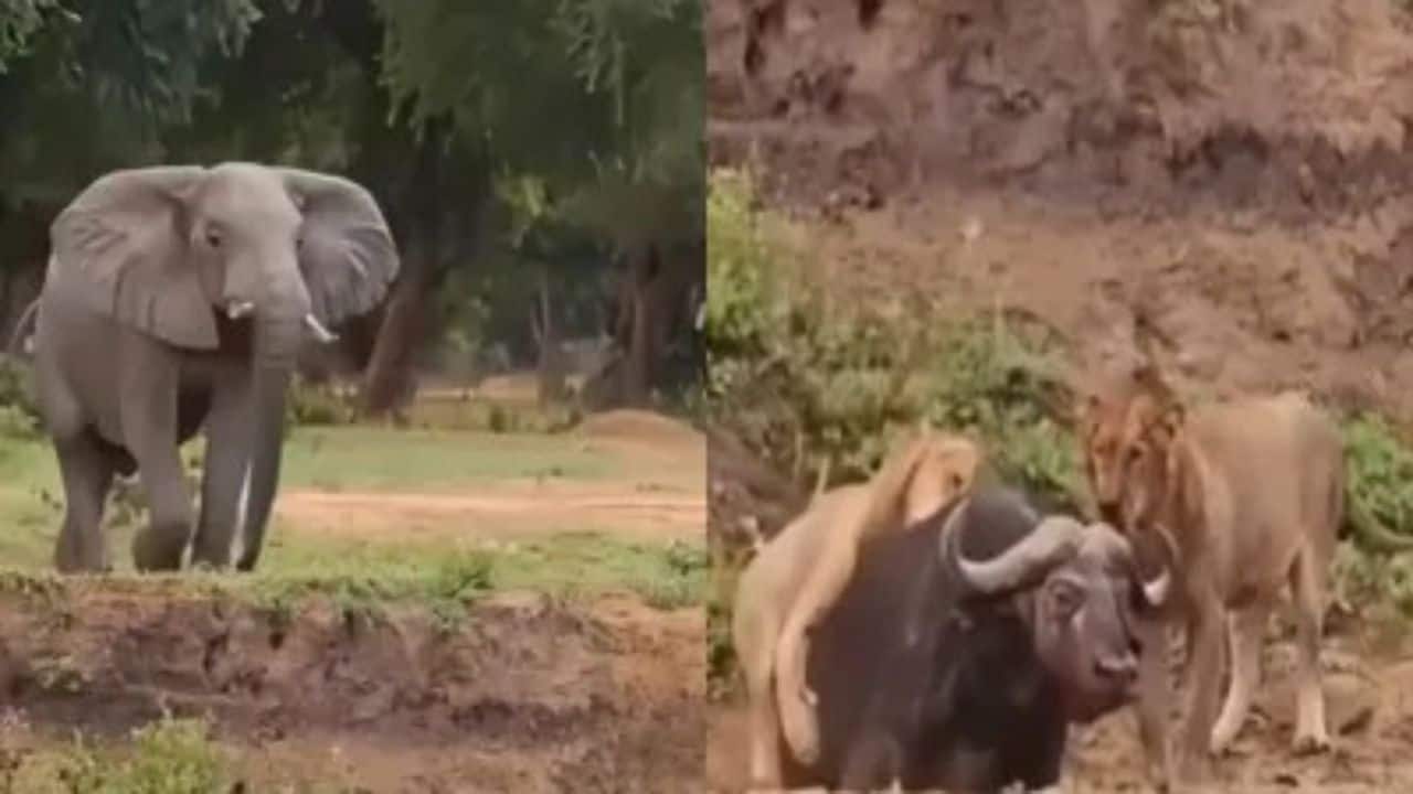 Viral Video: हाथी को देखते ही जंगल के राजा शेरों की हवा टाइट, भैंस का शिकार छोड़ भाग खड़े हुए