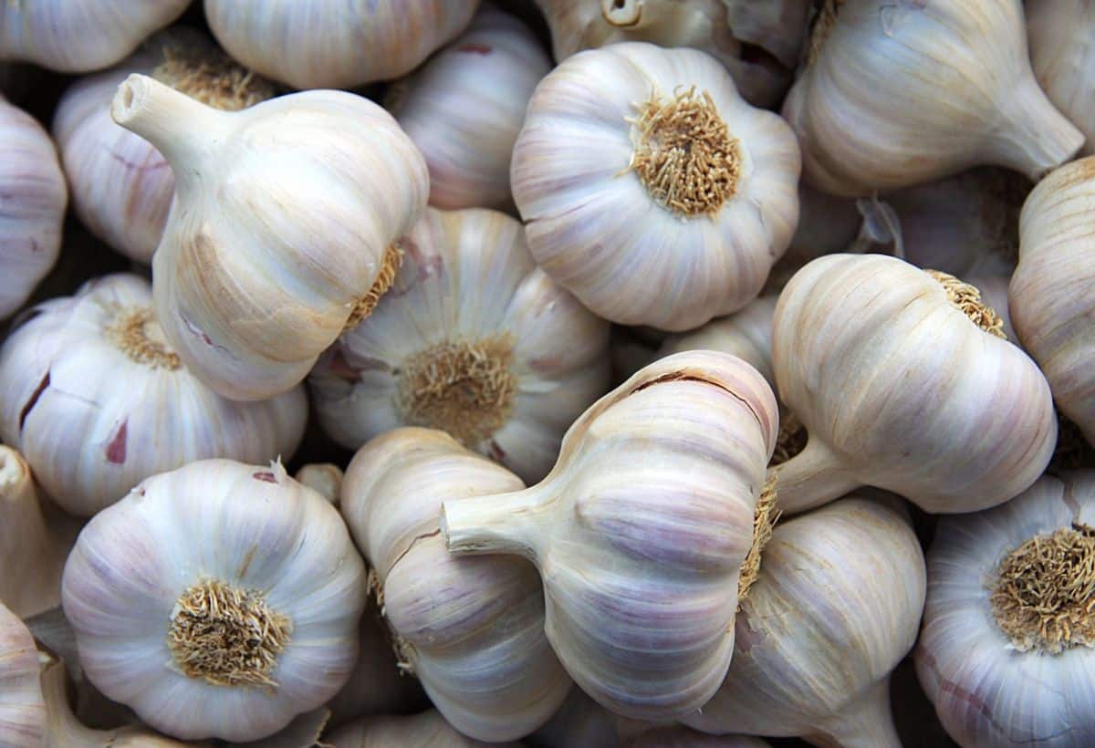 Garlic for Diabetes: लहसुन भी ब्लड शुगर की कर देगा छुट्टी, ऐसे करें सेवन