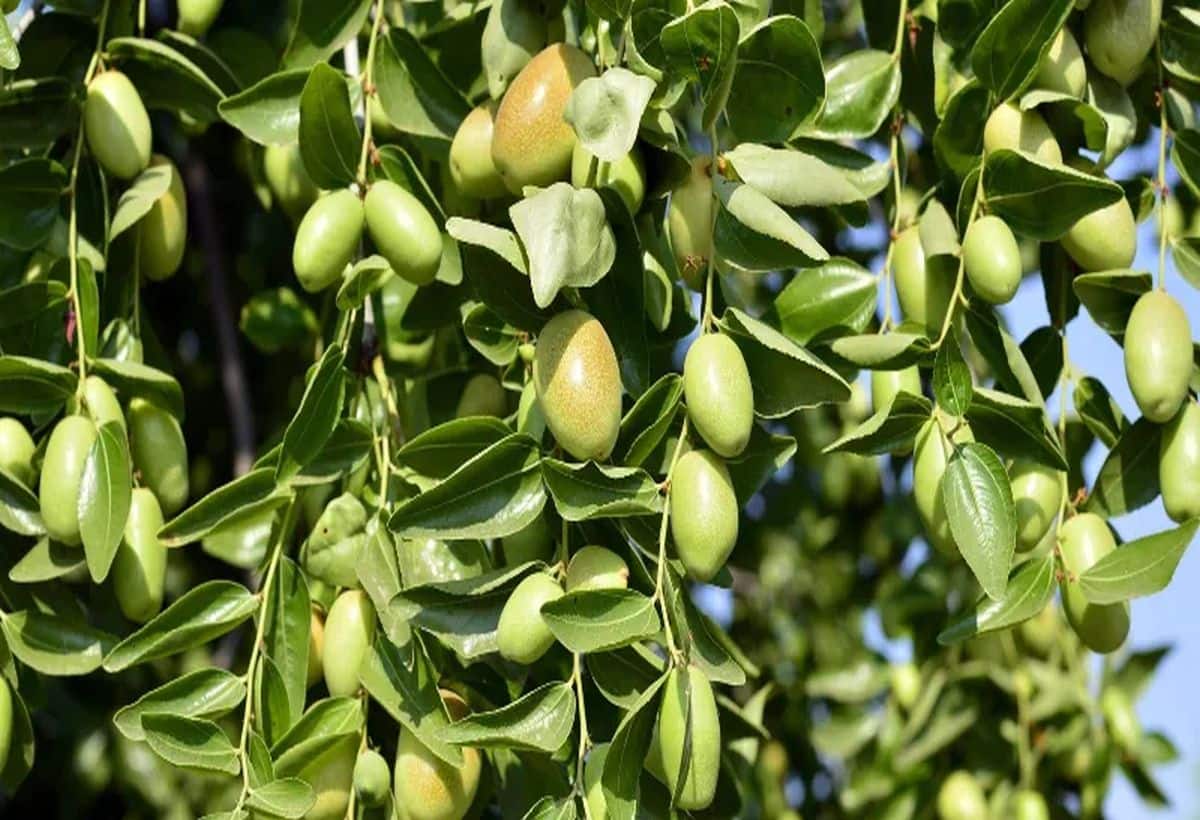 Business Idea: जोजोबा से पैसों की टेंशन हो जाएगी खत्म, 100 साल तक मिलेगा मोटा मुनाफा