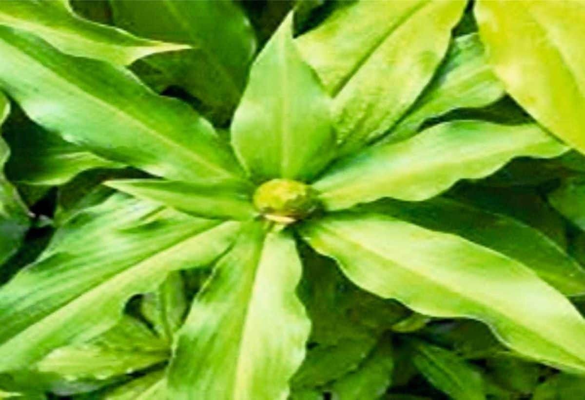 Insulin Plant for Diabetes: यह पौधा डायबिटीज का है सबसे बड़ा दुश्मन, BP-हार्ट के लिए है रामबाण, ऐसे करें सेवन