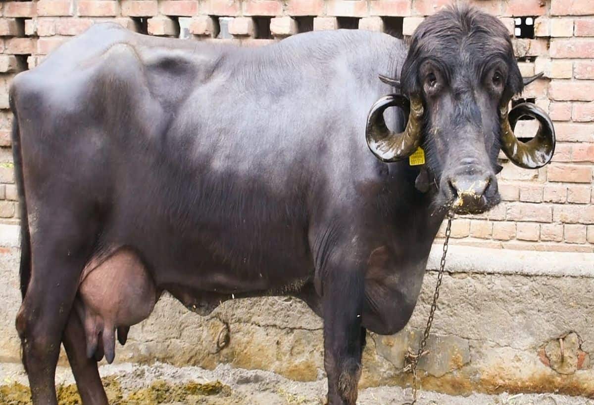 एक भैंस का कमाल, दिवाली से पहले चमक गई किस्मत, घर बैठे लाखों में हो रही कमाई