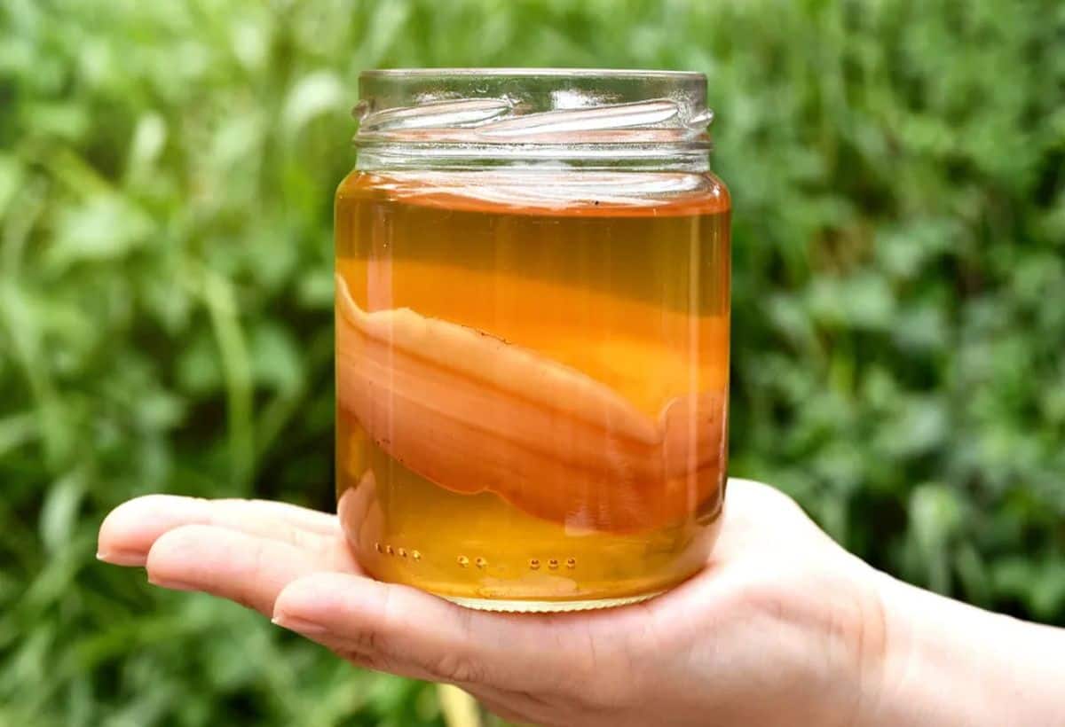 Kombucha Tea for Diabetes: यह चाय भी डायबिटीज के लिए है काल, बढ़ेगी इम्यूनिटी, मिलेंगे ढेरों फायदे