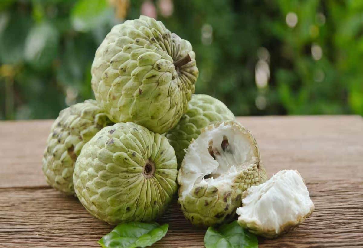 Custard apple For Diabetes: सीताफल से करें ब्लड शुगर कंट्रोल, मोटापा होगा दूर, बढ़ेगी इम्यूनिटी