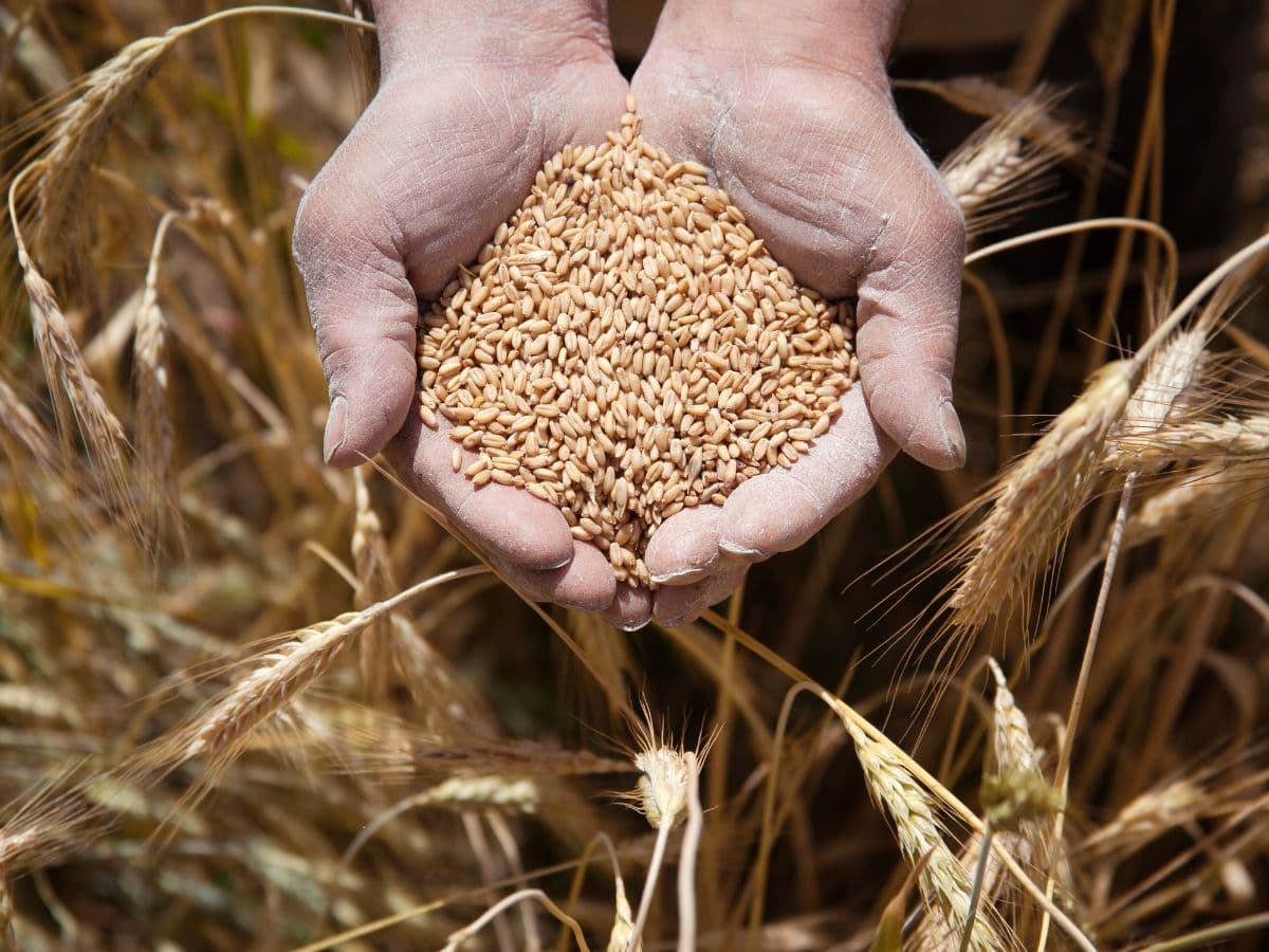 Agri commodity : गेहूं को लेकर बड़ी खबर, सरकार ने स्टॉक लिमिट घटाई, गेहूं के दाम पर लगेगी लगाम?
