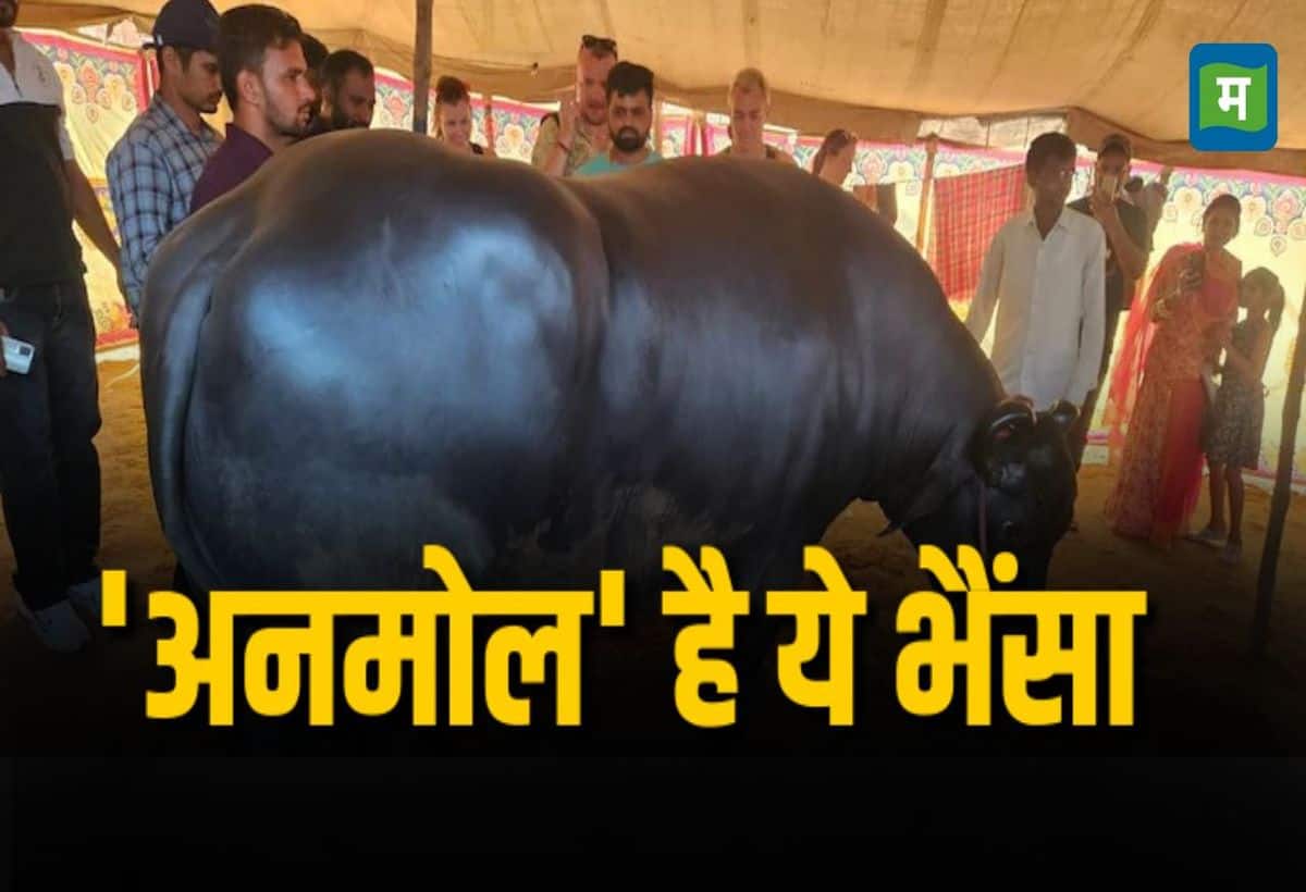 पुष्कर मेले में इस भैंसे ने लूट ली महफिल, रोजाना खाता है काजू बादाम, 23 करोड़ कीमत, नहीं सुनी होगी ऐसी खासियत