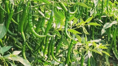Chilli Farming: इससे पौधों को सही मात्रा में नमी मिलती है और पानी की बचत होती है। 