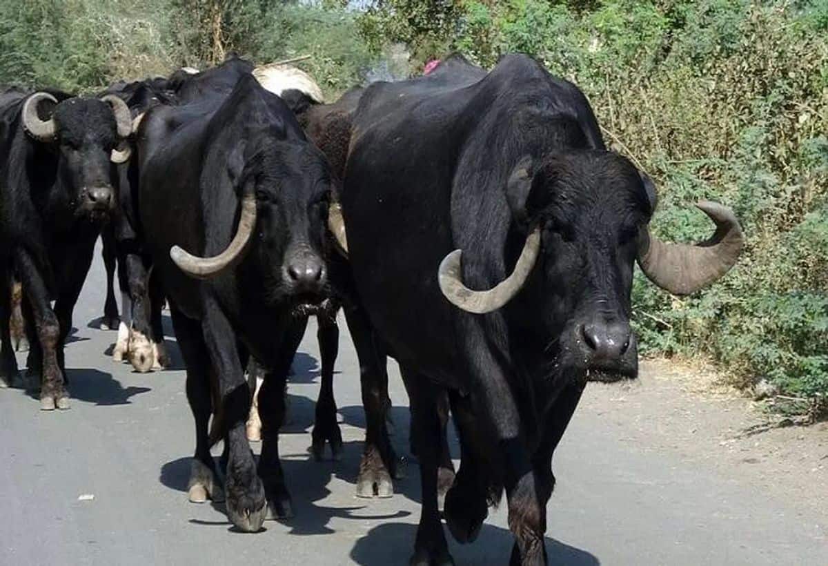 Business Idea: भैंस के डेयरी बिजनेस में शख्स की चमका गई किस्मत, घर बैठे हो रही अंधाधुंध कमाई
