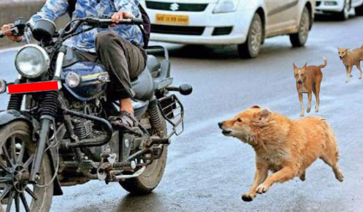 कार और बाइक के पीछे क्यों दौड़ने लगते हैं कुत्ते? जानिए इसके पीछे की दिलचस्प वजह कार और बाइक के पीछे क्यों दौड़ने लगते हैं कुत्ते? जानिए इसके पीछे की दिलचस्प वजह
