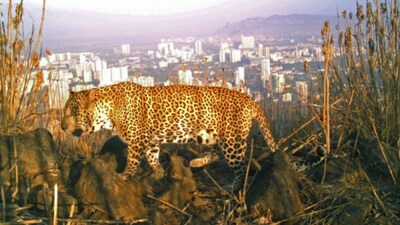 तेंदुए को रातभर फॉर्म में घेरे रखा... वफादार कुत्तों ने जान पर खेलकर बचाई मालिक की जान ( प्रतिकात्मक इमेज)