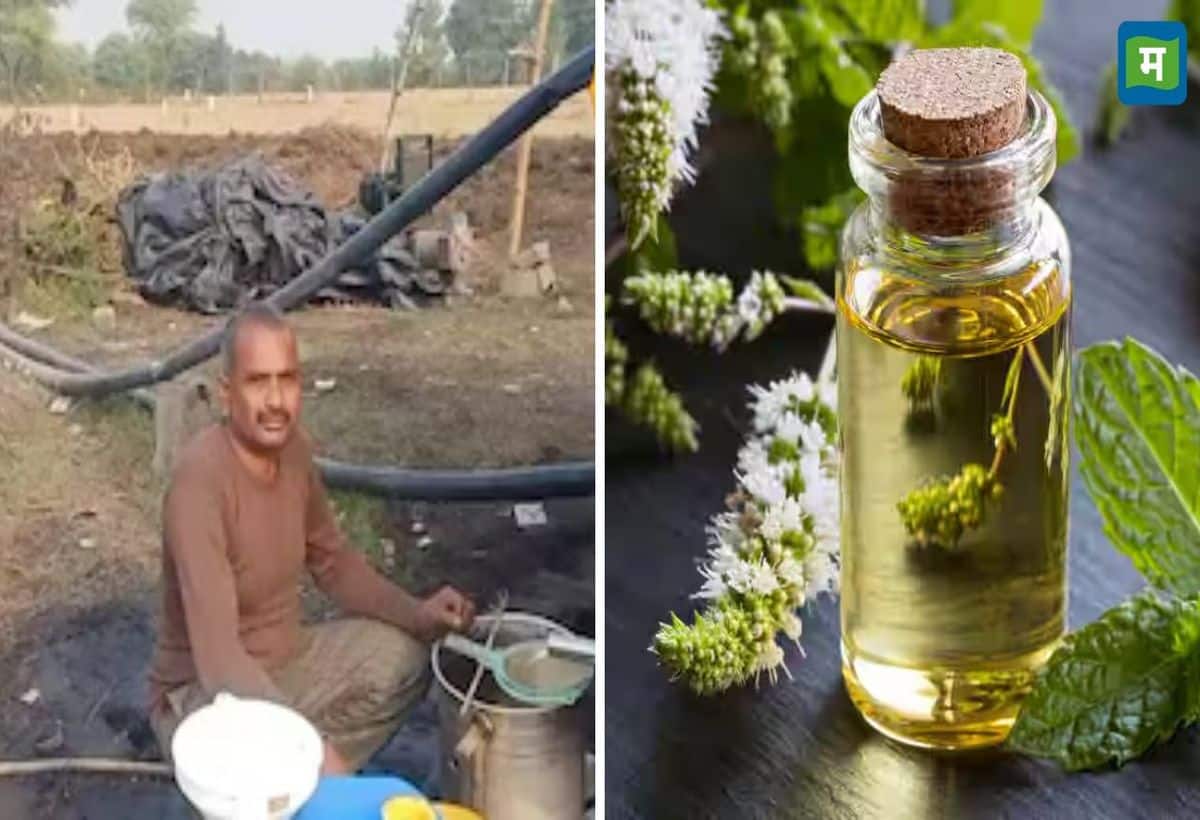 Business Idea: पिपरमिंट का तेल निकालने वाले प्लांट से करें बंपर कमाई, सिर्फ 2-3 महीने करना है काम