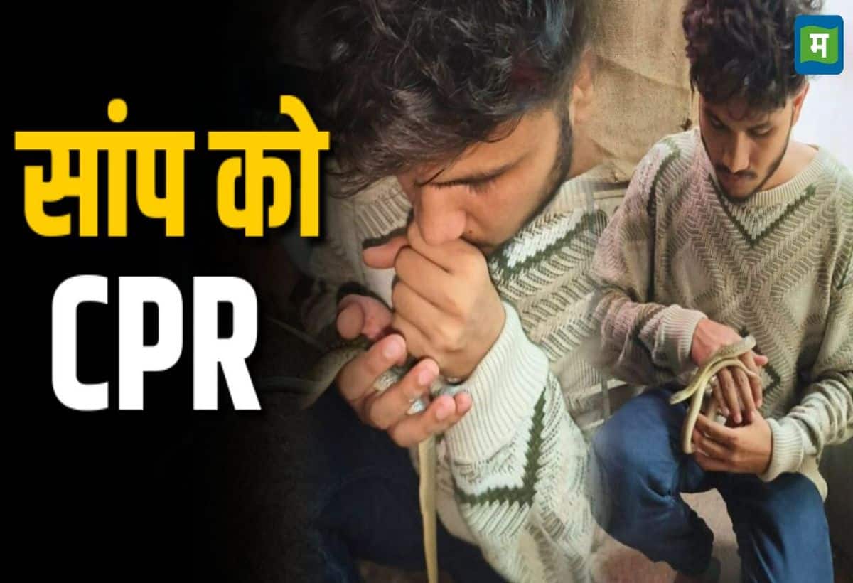 Video: सांप के मुंह में शख्स ने दिया CPR, फनफनाकर खड़ा हो गया बेजान, वीडियो वायरल Video: सांप के मुंह में शख्स ने दिया CPR, फनफनाकर खड़ा हो गया बेजान, वीडियो वायरल