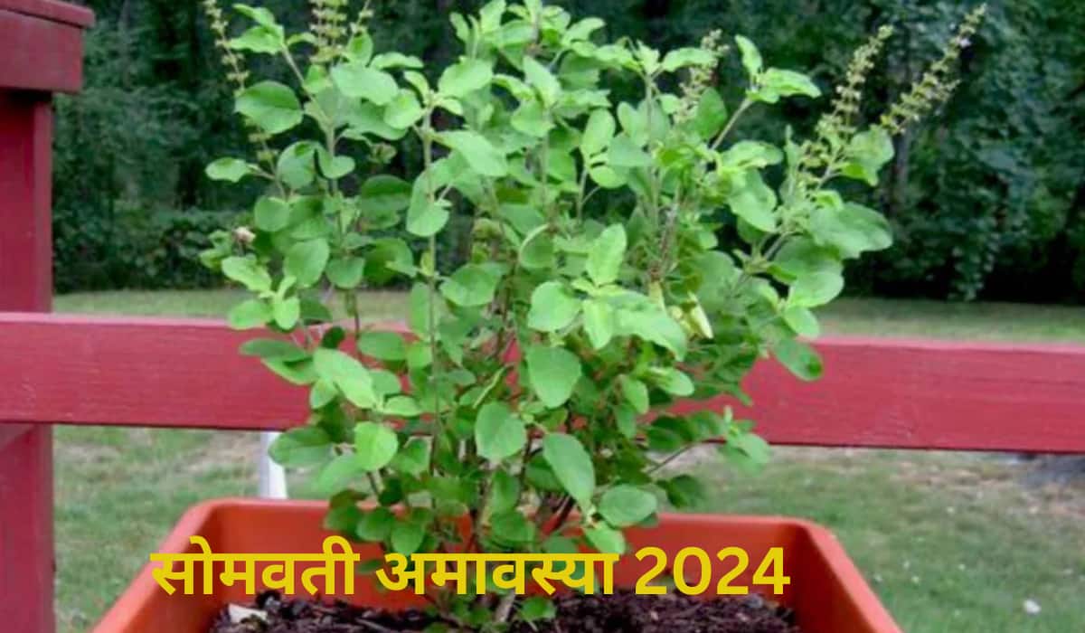 Somvati Amavasya 2024: सोमवती अमावस्या पर इस विधि से करें तुलसी की पूजा, जानें उपाय और इसका महत्व