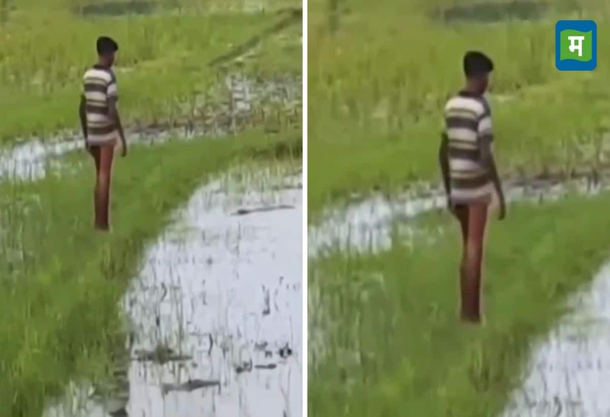 Naag Nagin Love Video: प्रेम लीला में डूबे थे नाग-नागिन, तभी पहुंचा एक शख्स, जानें आगे क्या हुआ Naag Nagin Love Video: प्रेम लीला में डूबे थे नाग-नागिन, तभी पहुंचा एक शख्स, जानें आगे क्या हुआ