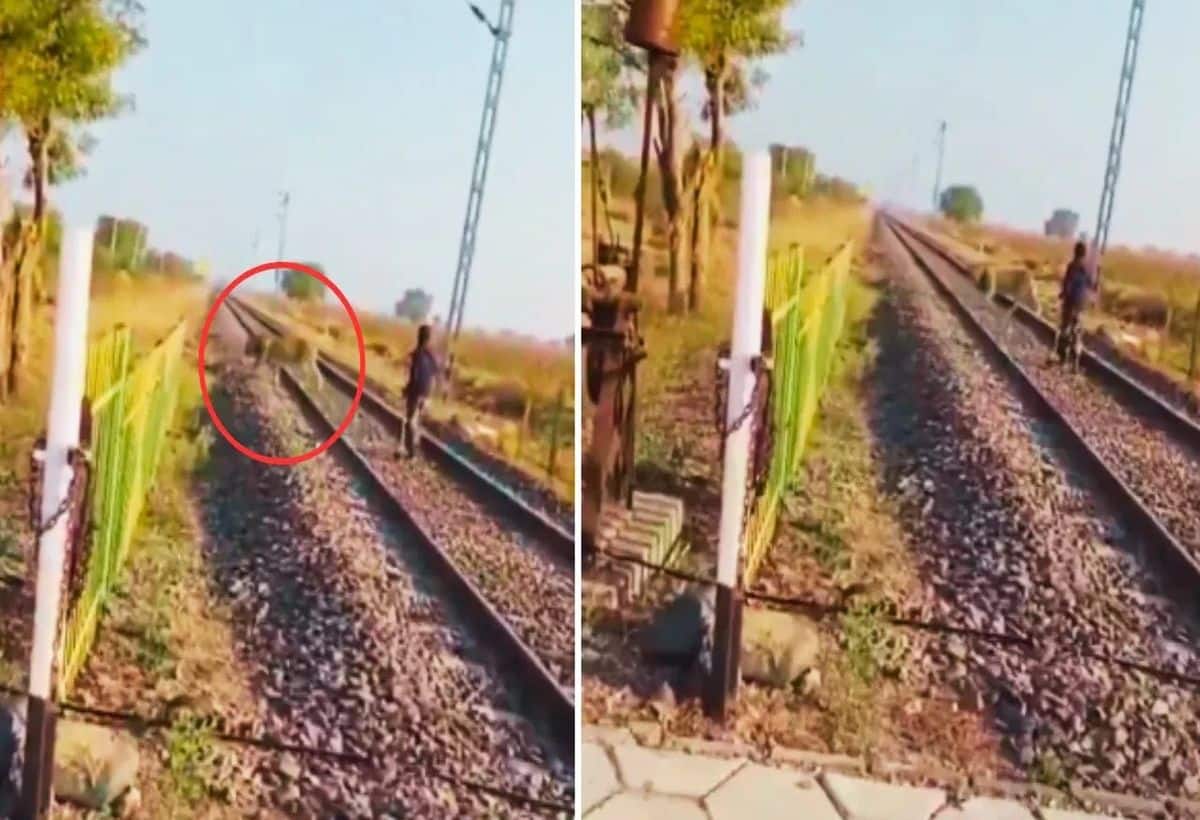 Viral Video: रेलवे ट्रैक पर मदमस्त होकर जा रहा था शेर, शख्स ने कुत्ता समझकर हांक दिया, देखिए आगे क्या हुआ