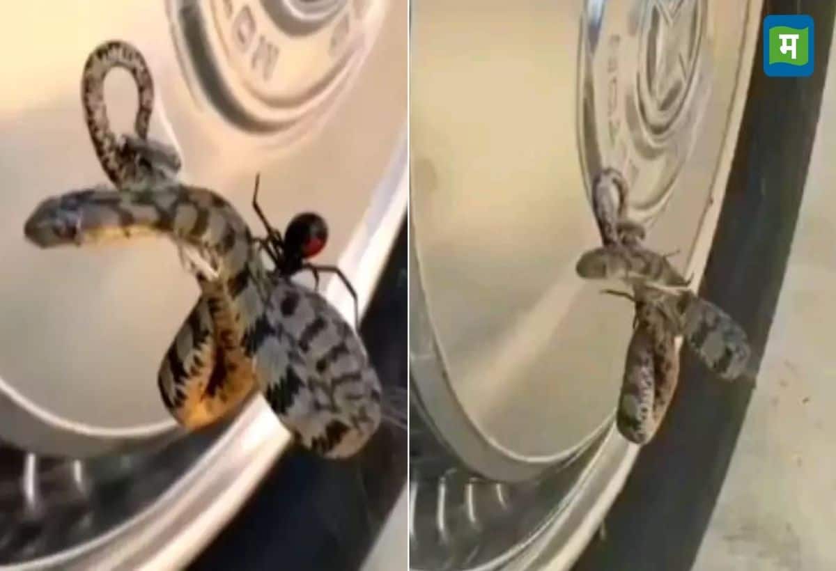 Snake Video: मकड़ी के जाल में फंसा खूंखार सांप, तड़प-तड़प कर हाल बेहाल, देखें वीडियो Snake Video: मकड़ी के जाल में फंसा खूंखार सांप, तड़प-तड़प कर हाल बेहाल, देखें वीडियो