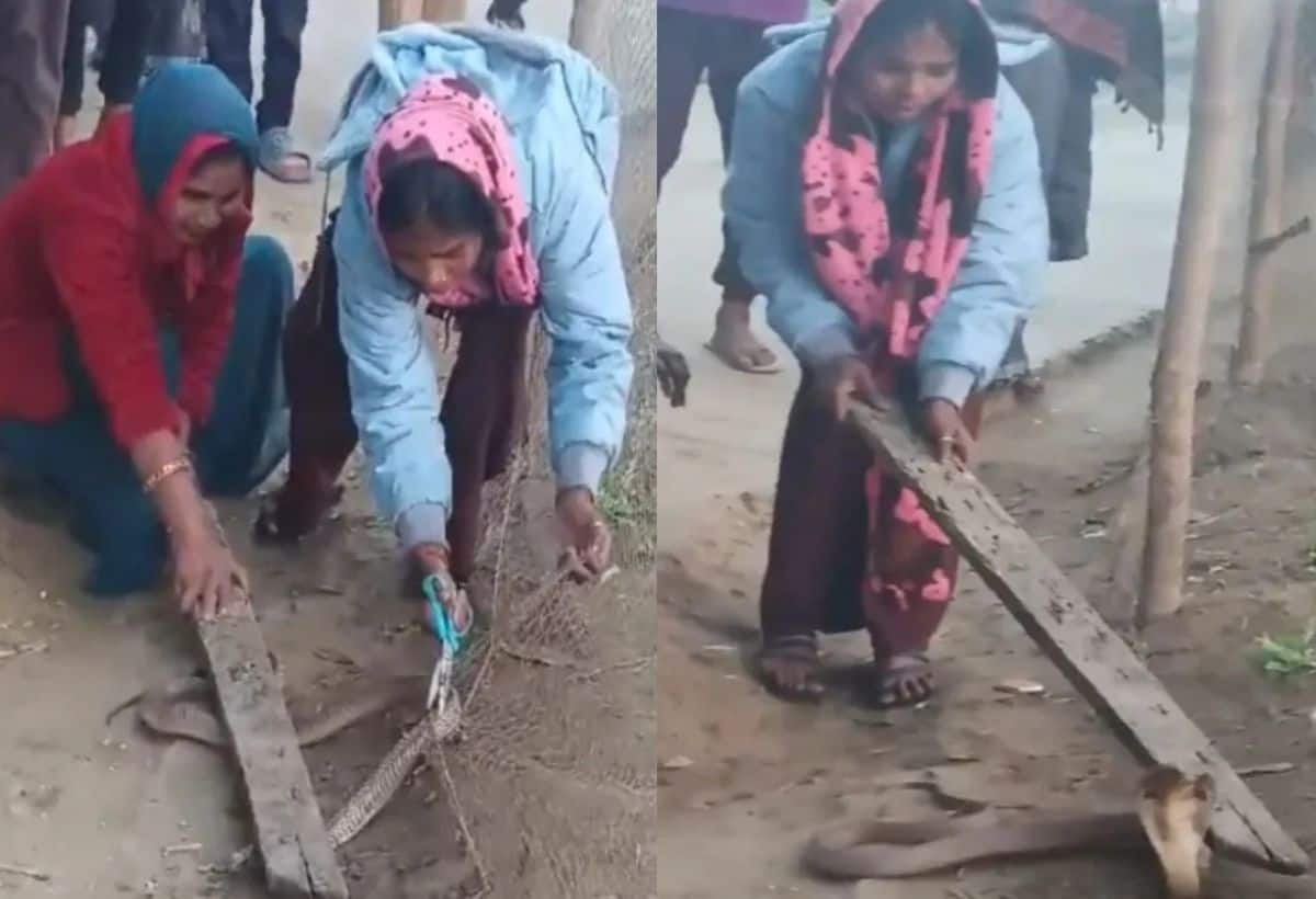 Viral Video: खेत में बिछा था जाल, फंस गया जहरीला किंग कोबरा, महिलाओं ने ऐसे बचाई सांप की जान, देखें वीडियो