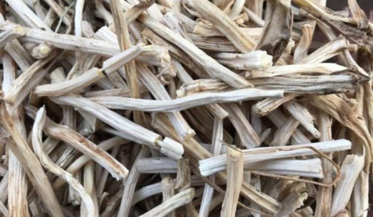 Shatavari Benefits: सफेद शतावरी सेहत रहेगी चकाचक, पथरी और पेट की समस्याओं का है रामबाण इलाज