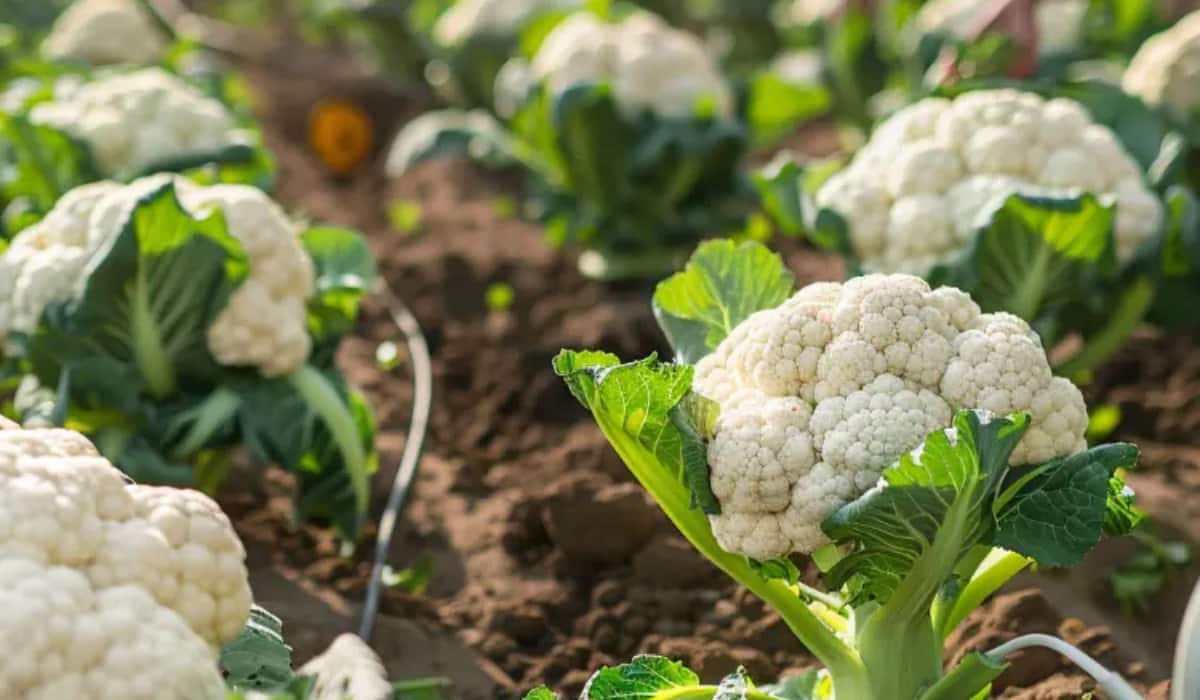 Agriculture Tips: जनवरी में आलू के बाद करें फूलगोभी की खेती, होगी बंपर पैदावार और मोटी कमाई, इन बातों का रखें ध्यान