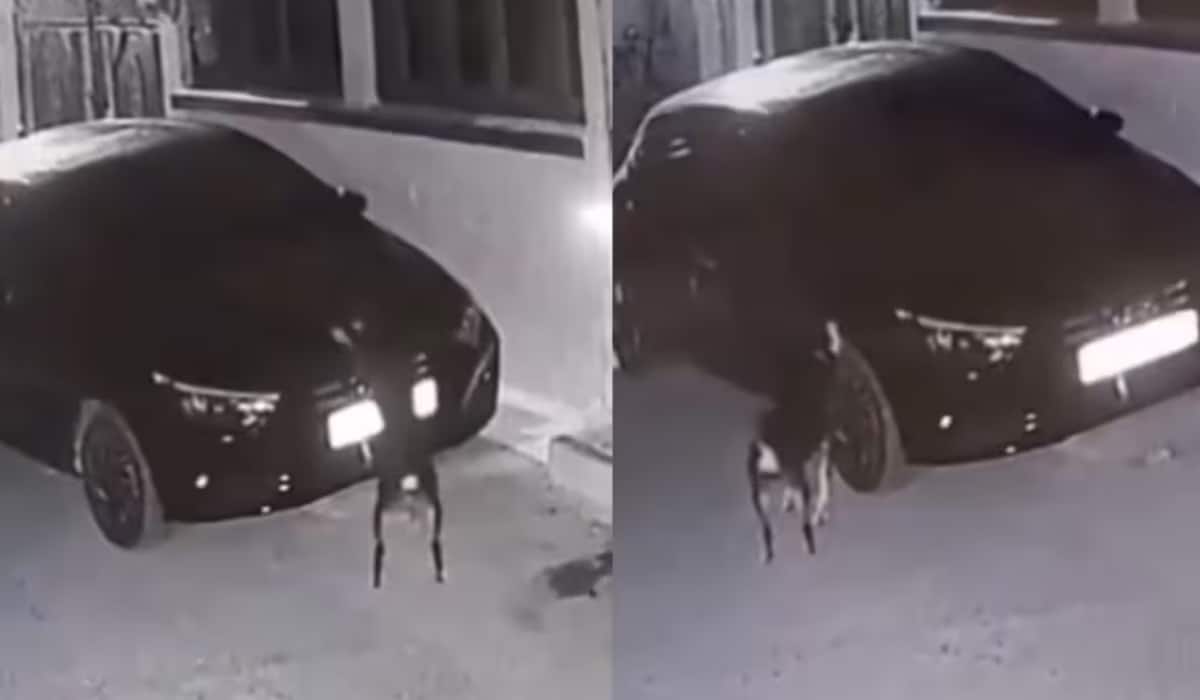 Viral Video: MP में कुत्ते ने चोट को रखा याद, 12 घंटे बाद लिया बदला