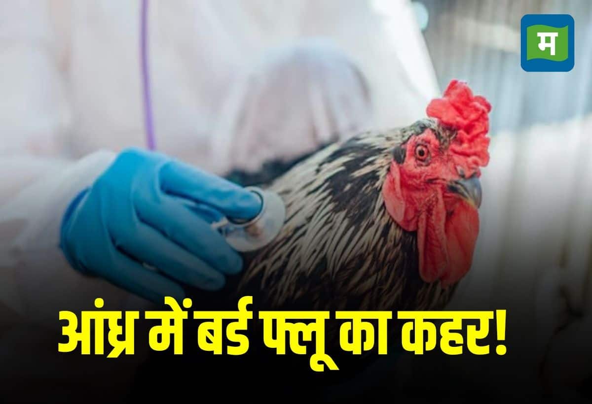 Bird Flu Scare: आंध्र प्रदेश में बर्ड फ्लू से दहशत, 5.4 लाख मुर्गियों की मौत, सरकार ने जारी की गाइडलाइंस
