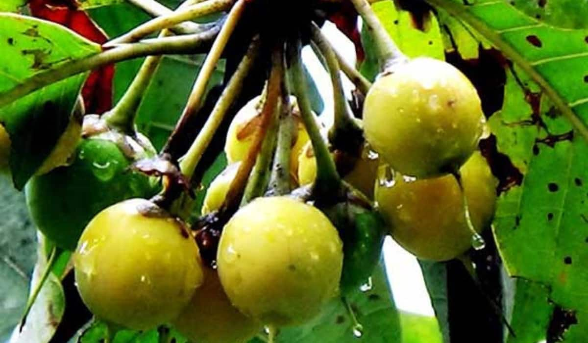 Chyura Fruit: कुदरती पहाड़ी च्यूरा फल किसी वरदान से कम नहीं, जोड़ों में दर्द और स्किन एलर्जी का है रामबाण इलाज, जानिए अन्य फायदे