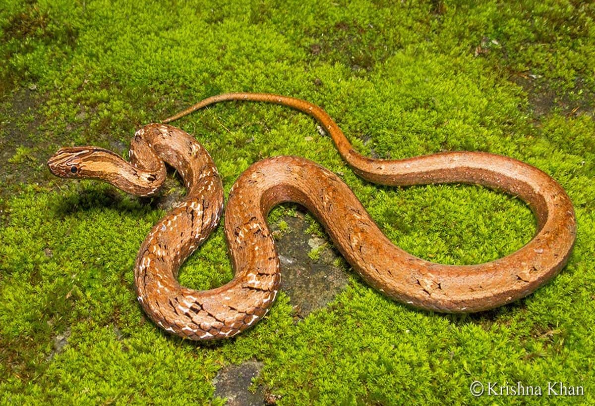 VTR Mock Viper: बिहार में मिला ‘झूठा सांप’, गुस्सा इतना कि देखकर उड़ जाएंगे होश, आवाज सुनकर थर-थर कांपेंगे VTR Mock Viper: बिहार में मिला ‘झूठा सांप’, गुस्सा इतना कि देखकर उड़ जाएंगे होश, आवाज सुनकर थर-थर कांपेंगे