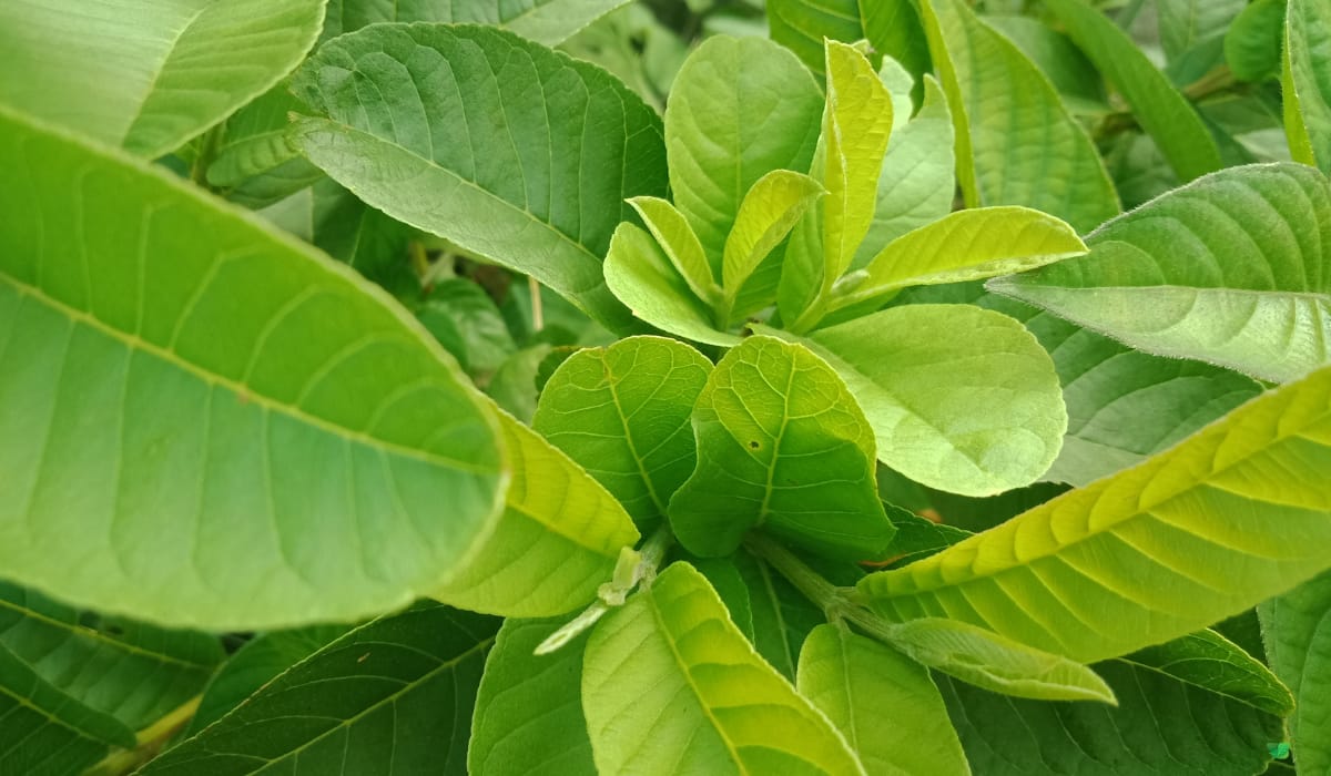 Hair care: बिना महंगे शैंपू और तेल के पाएं घने और मजबूत बाल, बस आजमाएं ये जादुई पत्ते