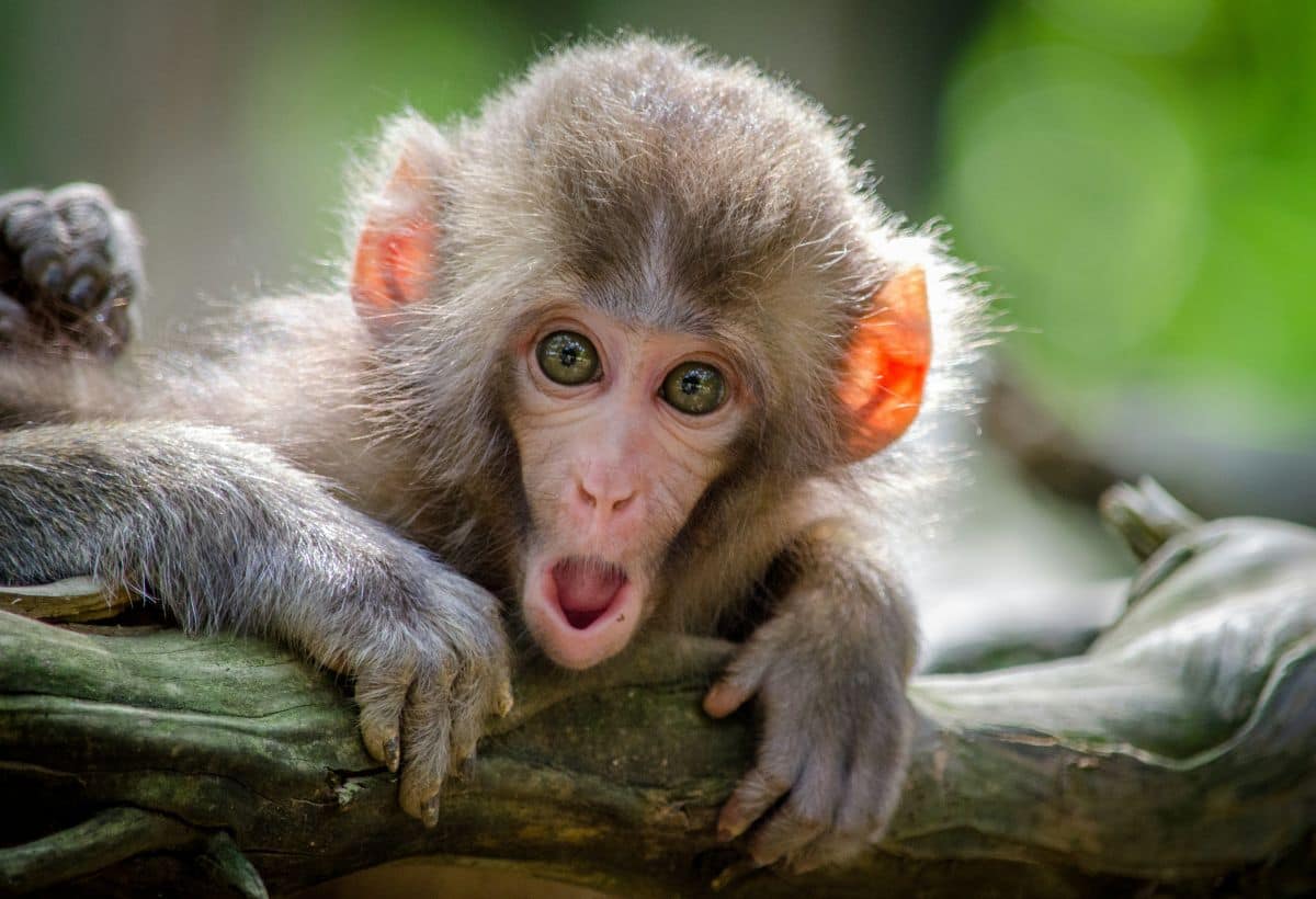 Monkey Trading: श्रीलंका की राह पर चला नेपाल, चीन को बेचेगा बंदर, जानिए क्यों